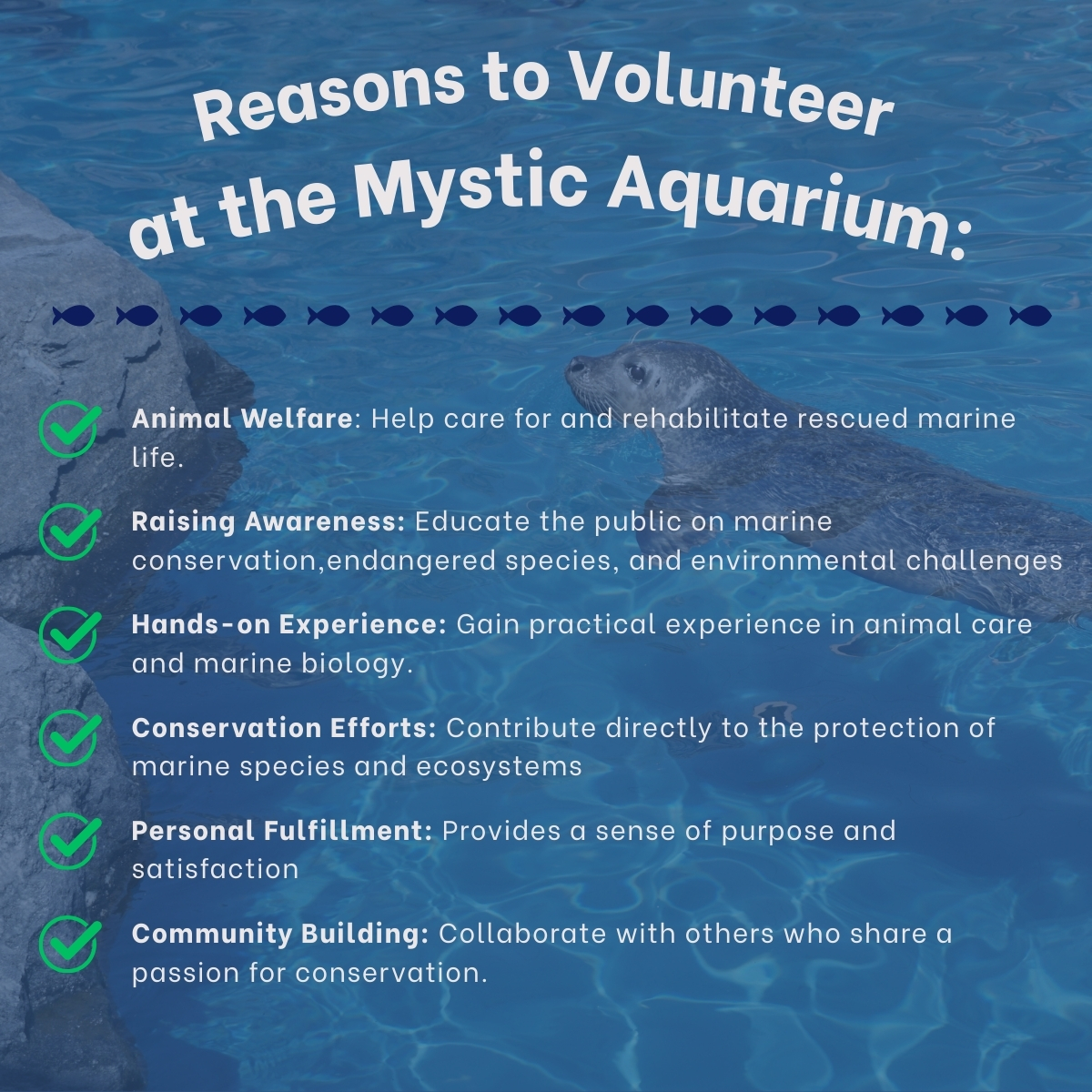 Reasons to Volunteer at the Mystic Aquarium